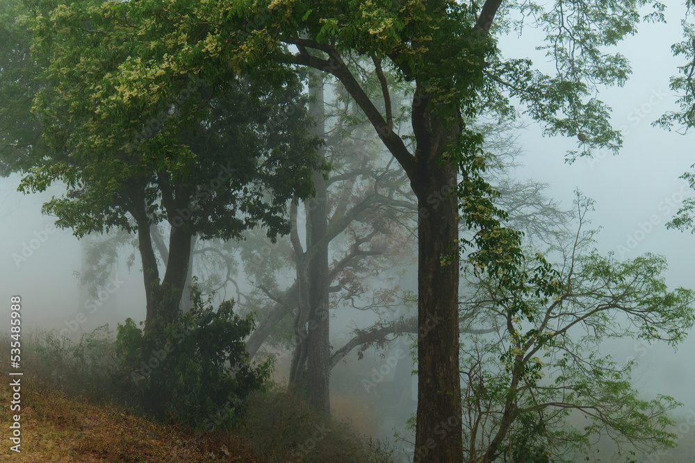 Naklejka premium foggy forest Fairy tale looking woods in a misty day. Cold foggy morning