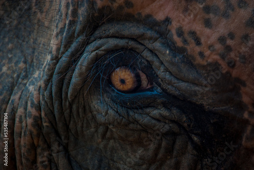 Photography Asian Elephant close up eye in color