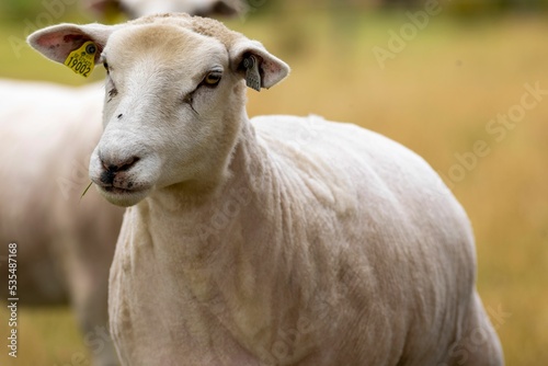Closeup view of Lleyn sheep in farm pasture in the daylight photo