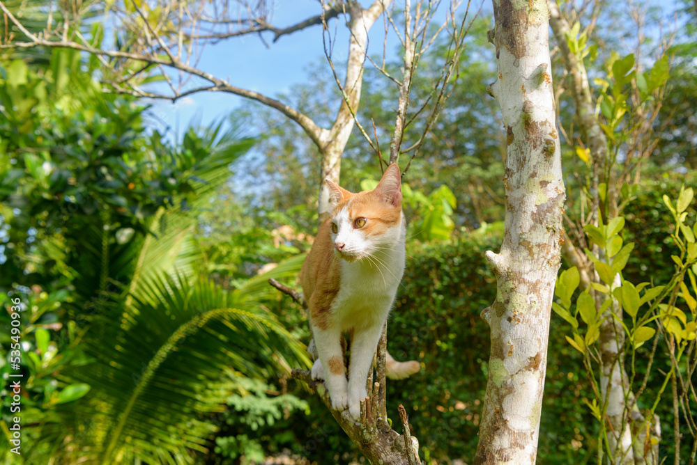 A white-orange clime up Kumquat tree, cat enjoy nd relaxing high angle view from the tree