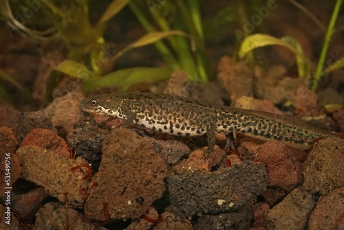 Closeup on an aquatic adult female Italian newt, Lissotriton italicus photo