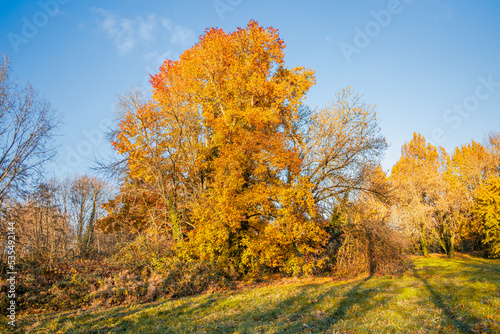 Maple tree beginning to color in Autumn  on a sunny day