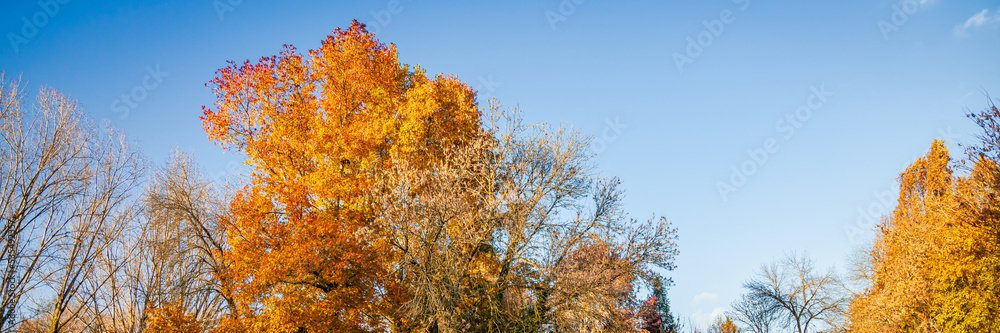Maple tree beginning to color in Autumn on a sunny day Maple tree beginning to color in Autumn on a sunny day