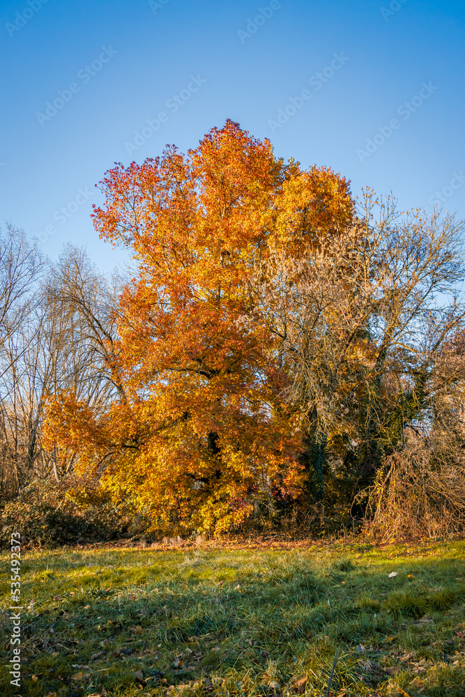 Fototapeta premium Maple tree beginning to color in Autumn on a sunny day