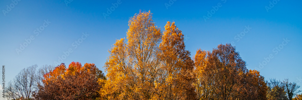 autumn treetops and blue sky on a day of october