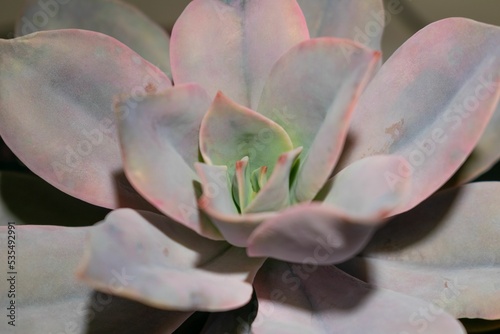 Closeup of Graptoveria (Fred Ives) succulent plant Fototapet