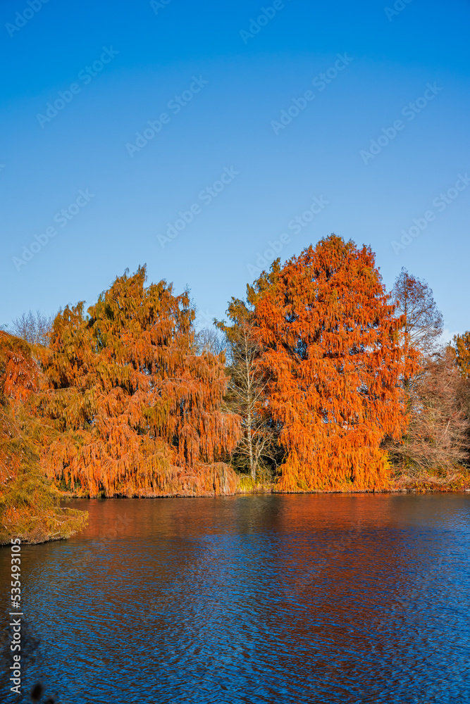 Bald cypress trees at the edge of a lake in Autumn on a sunny day Bald cypress trees at the edge of a lake in Autumn on a sunny day