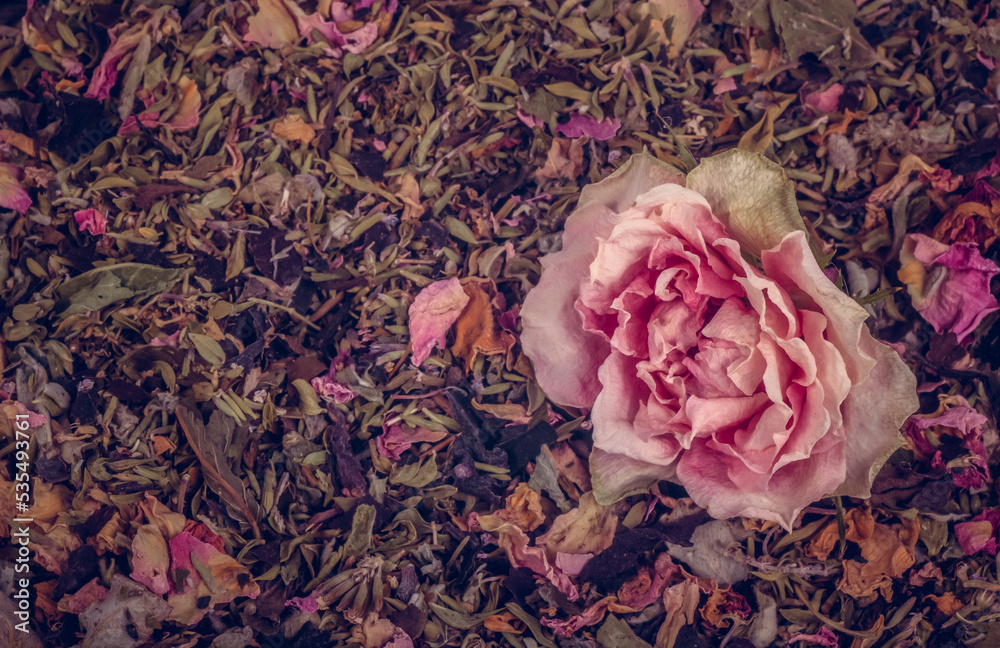 Natural background of green tea with rose petals and herbs