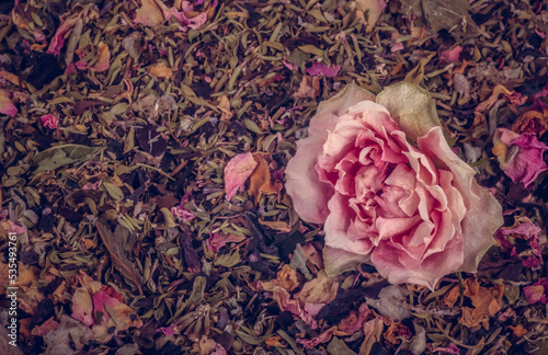 Obraz na płótnie Natural background of green tea with rose petals and herbs
w salonie