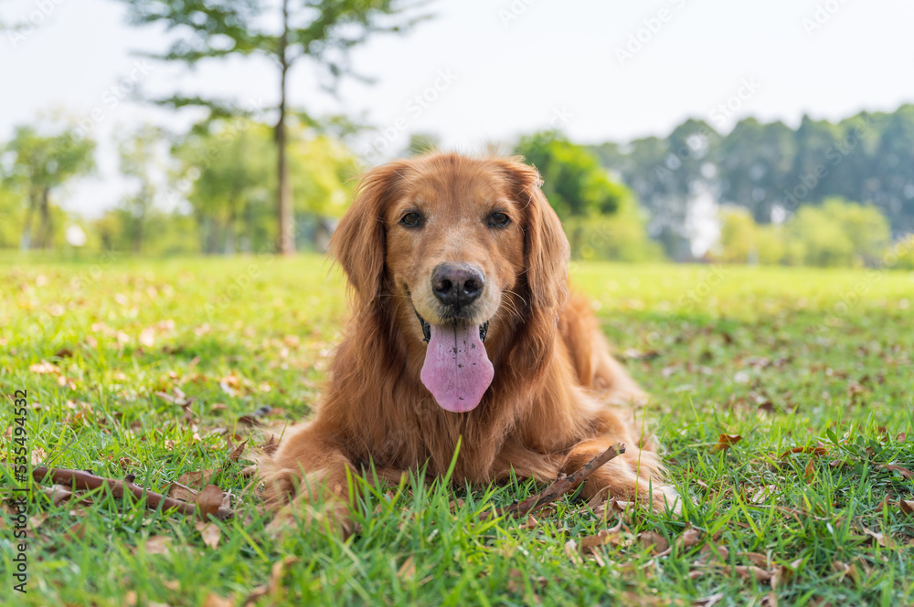 Golden Retriever lying on the grass in the park Golden Retriever lying on the grass in the park