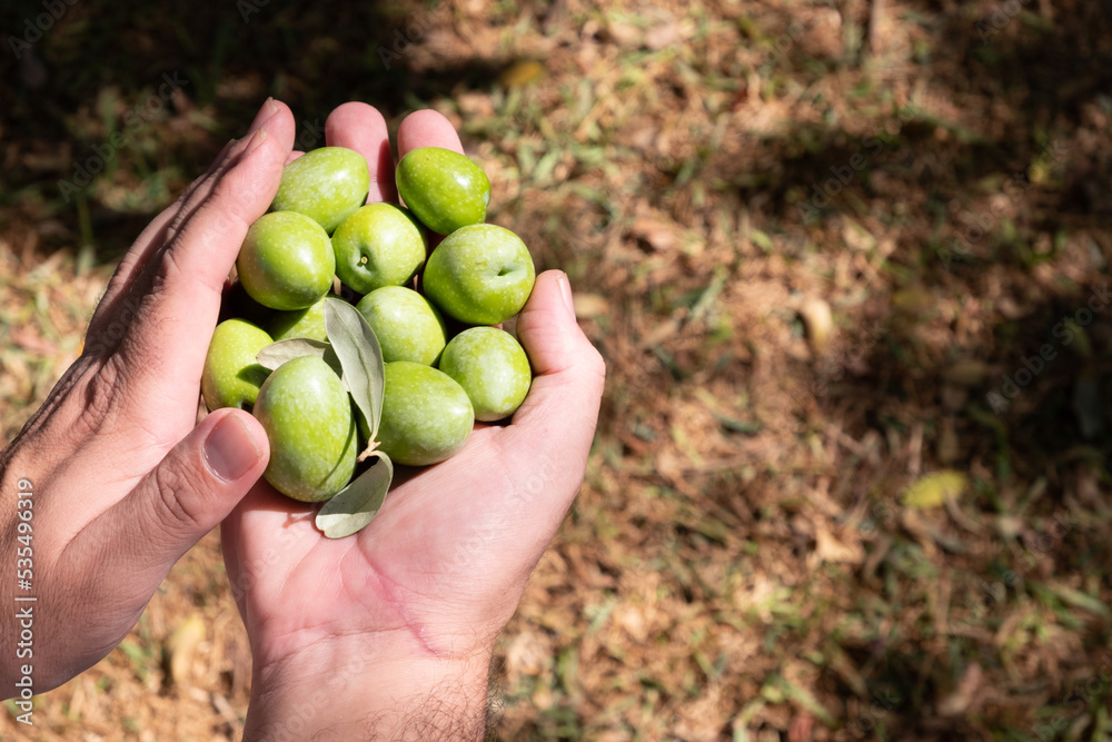 green olives in hands. Hands holding handful of olives. Ecological and organic Spanish olive harvest green olives in hands. Hands holding handful of olives. Ecological and organic Spanish olive harvest