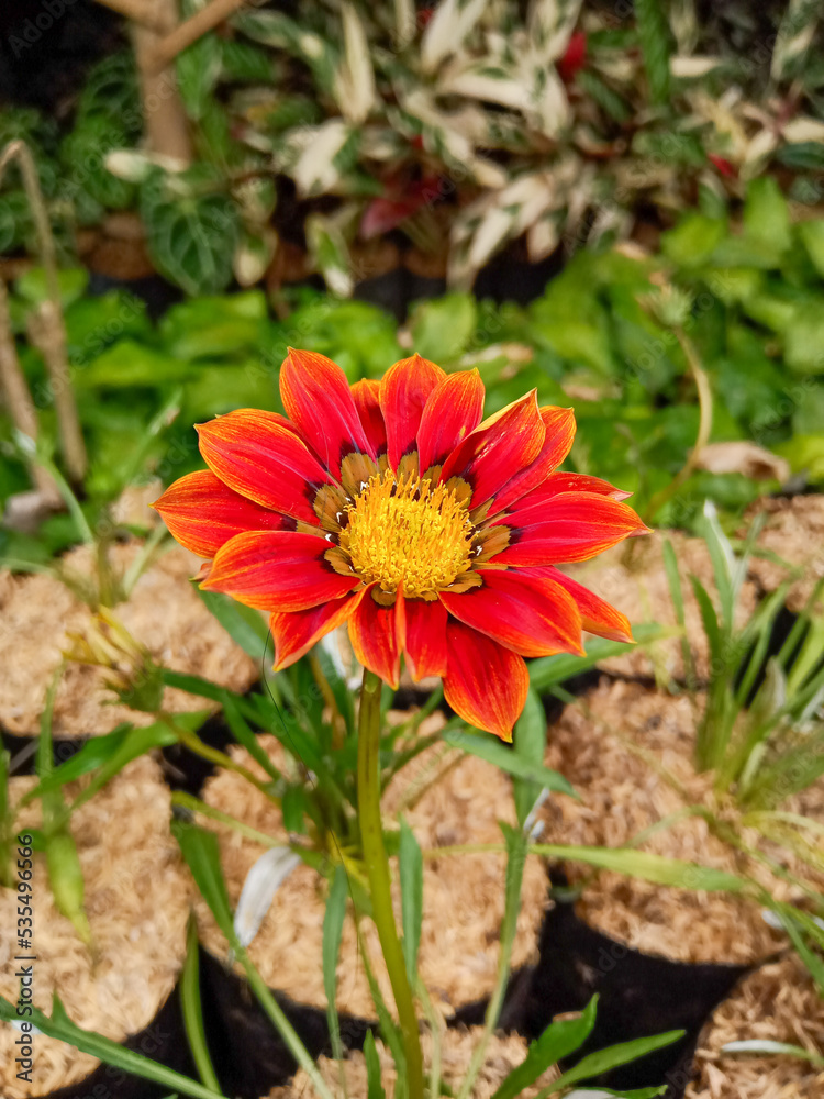 yellow flower, orange Dahlia flower yellow flower, orange Dahlia flower