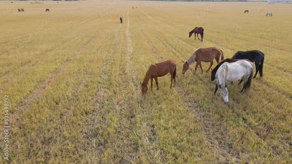 Horses graze in the meadow. Domestic farm equine mammals grazing in green fields. Horse eating grass outdoors. A large herd of horses. Sight standing, chewing horses. Nature. Freedom. Livestock. Horses graze in the meadow. Domestic farm equine mammals grazing in green fields. Horse eating grass outdoors. A large herd of horses. Sight standing, chewing horses. Nature. Freedom. Livestock.