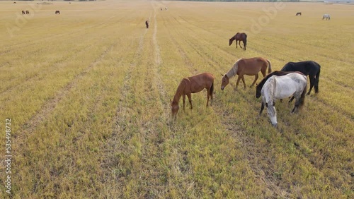 Horses graze in the meadow. Domestic farm equine mammals grazing in green fields. Horse eating grass outdoors. A large herd of horses. Sight standing, chewing horses. Nature. Freedom. Livestock.
