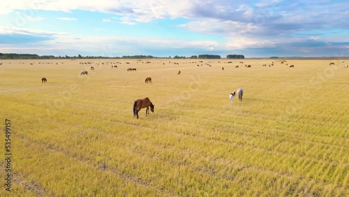 Horses graze in the meadow. Domestic farm equine mammals grazing in green fields. Horse eating grass outdoors. A large herd of horses. Sight standing, chewing horses. Nature. Freedom. Livestock.