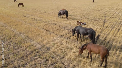 Horses graze in the meadow. Domestic farm equine mammals grazing in green fields. Horse eating grass outdoors. A large herd of horses. Sight standing, chewing horses. Nature. Freedom. Livestock.