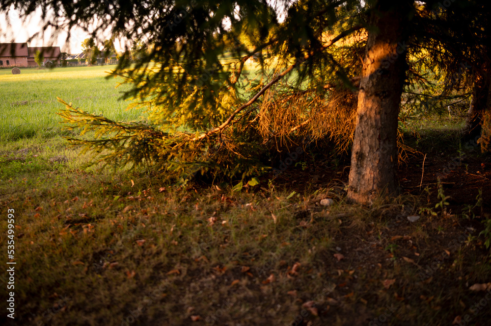 Naklejka premium Golden autumn at sunset - trees of orange color