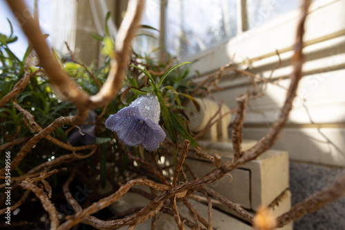 Nesocodon mauritianus flower on greenhouse.  photo