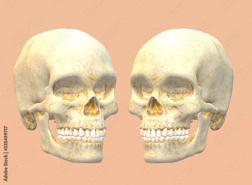 human skull, skeleton, bone, halloween human skull, skeleton, bone, halloween