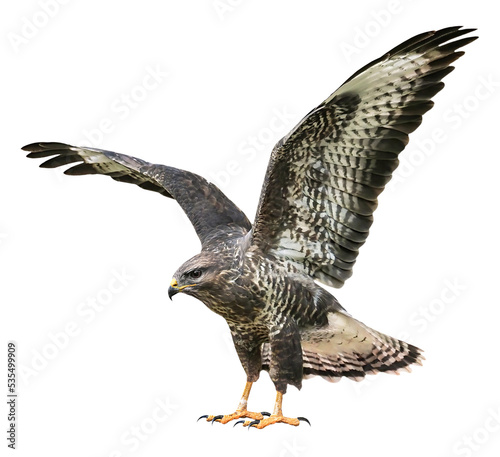 A common buzzard (Buteo buteo), PNG, isolated on transparent background