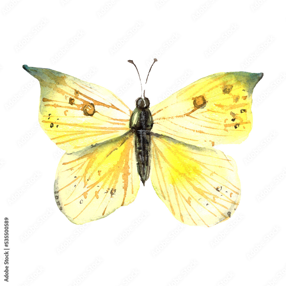 Hand drawn watercolor butterfly. Hand drawn watercolor butterfly.
