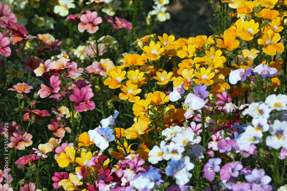Colorful Nemesia flowers in a flower bed in a summer garden