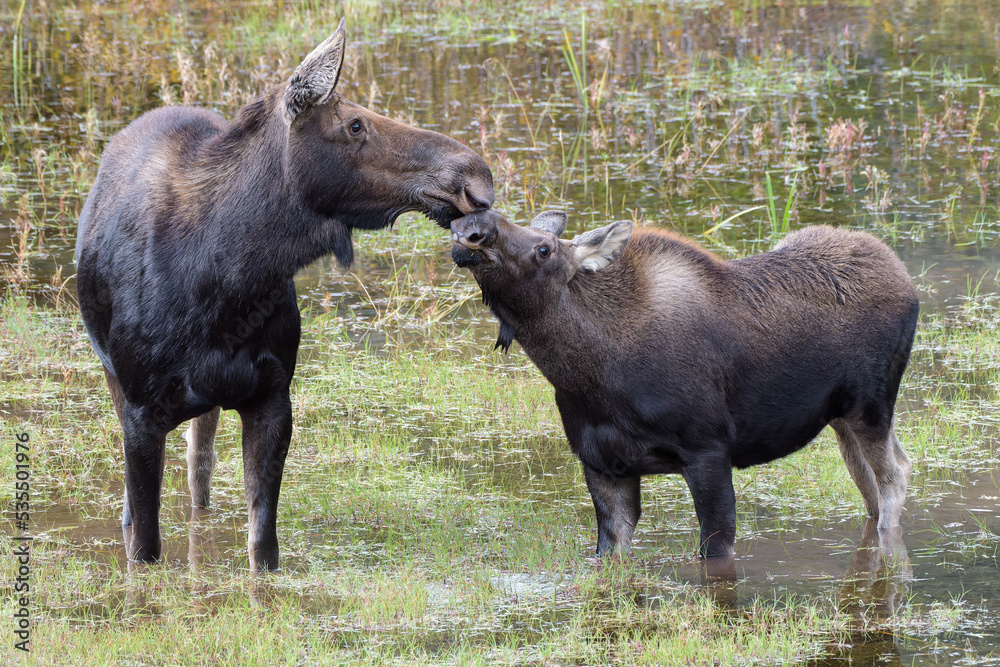 Moose in the Colorado Rocky Mountains. Cow and Calf feeding in a pond. Moose in the Colorado Rocky Mountains. Cow and Calf feeding in a pond.