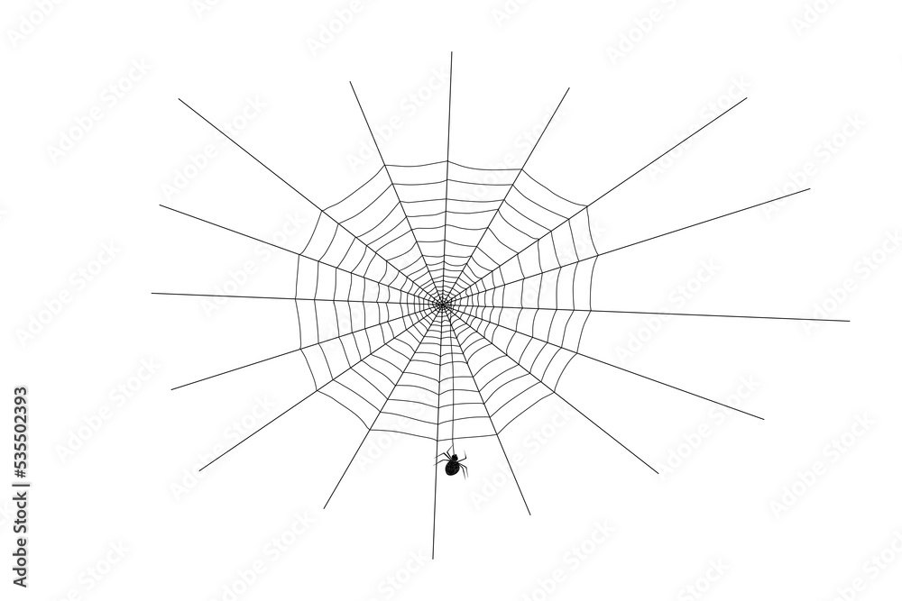 Spider web and spider isolated on a white background.
