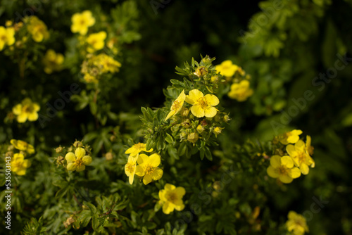 Yellow flowers in garden. Plants in park. Small flowers in summer.