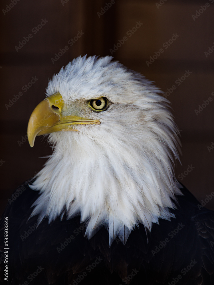 Fototapeta premium ハクトウワシ