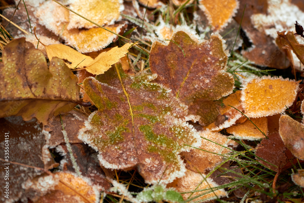 Dry fallen leaves with hoarfrost on the autumn ground. November frosts.