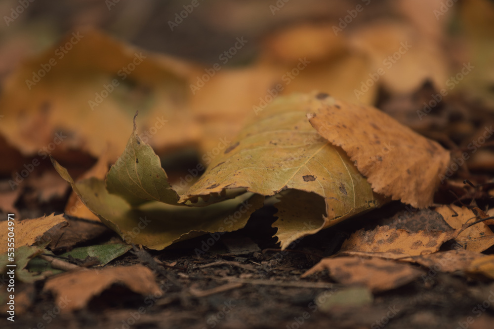 autumn leaves on the ground,autumn birch grove, fallen leaves, despondency, autumn time eye charm