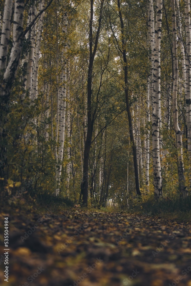 autumn in the forest,autumn birch grove, fallen leaves, despondency, autumn time eye charm