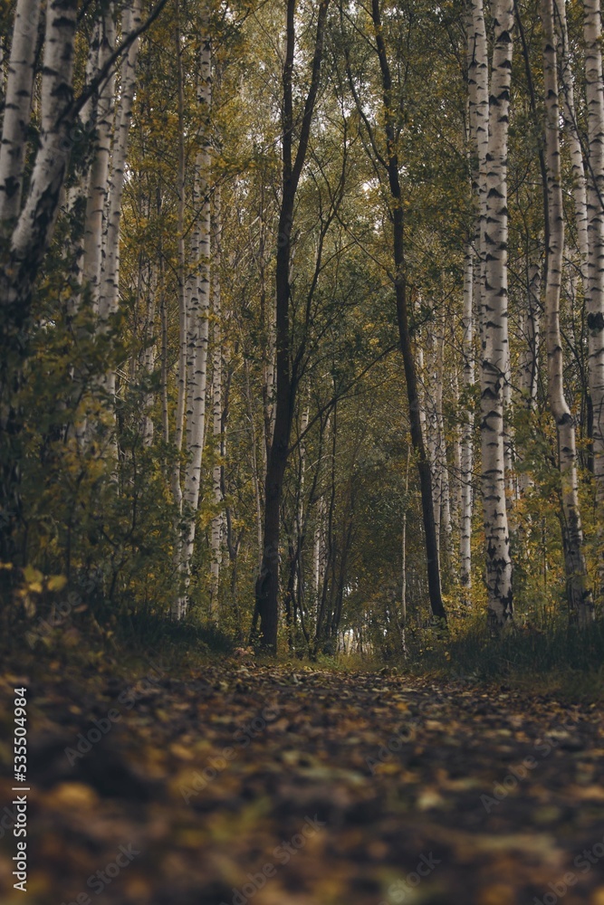 autumn in the forest,autumn birch grove, fallen leaves, despondency, autumn time eye charm autumn in the forest,autumn birch grove, fallen leaves, despondency, autumn time eye charm