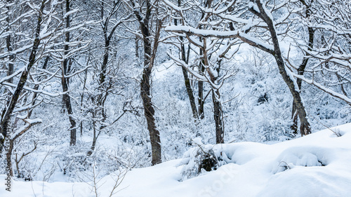 A panoramic trees covered with snow on frosty day at beautiful winter of Japan