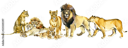 lion pride watercolor illustration. African savannah animals. realistic wild cats
