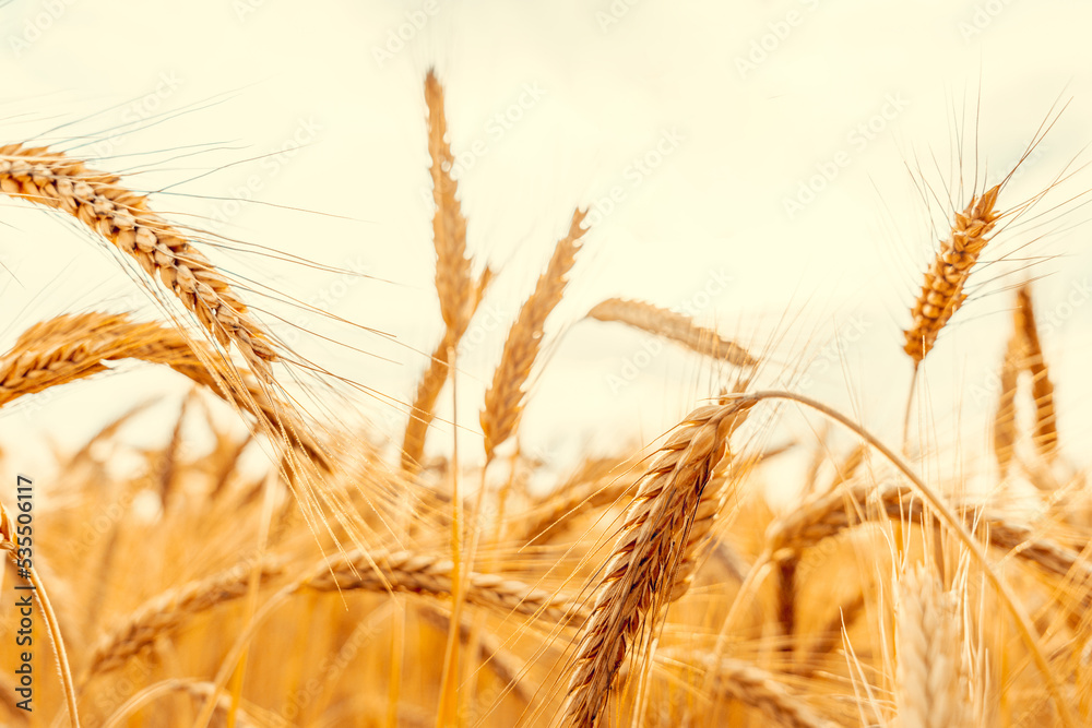 Field grains. Rye landscape harvest in sun day. Bread plant agriculture farm cereal crop in sunset. Wheat golden harvest background. Field grains. Rye landscape harvest in sun day. Bread plant agriculture farm cereal crop in sunset. Wheat golden harvest background.