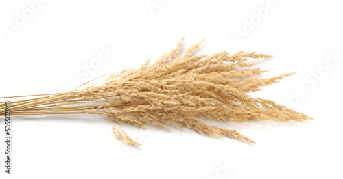 Pampas Grass Isolated, Tussock Grass Panicles