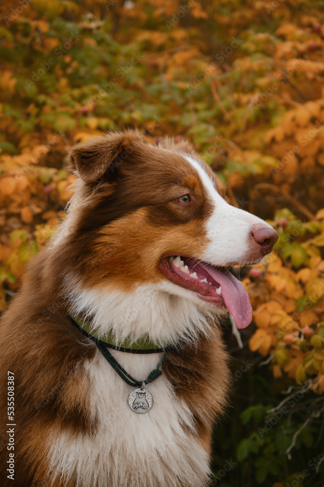 Aussie chocolate color in fall. Concept of pets in autumn outside no people. Portrait in profile Australian Shepherd red tricolor on background of bush with yellow and orange leaves close up.