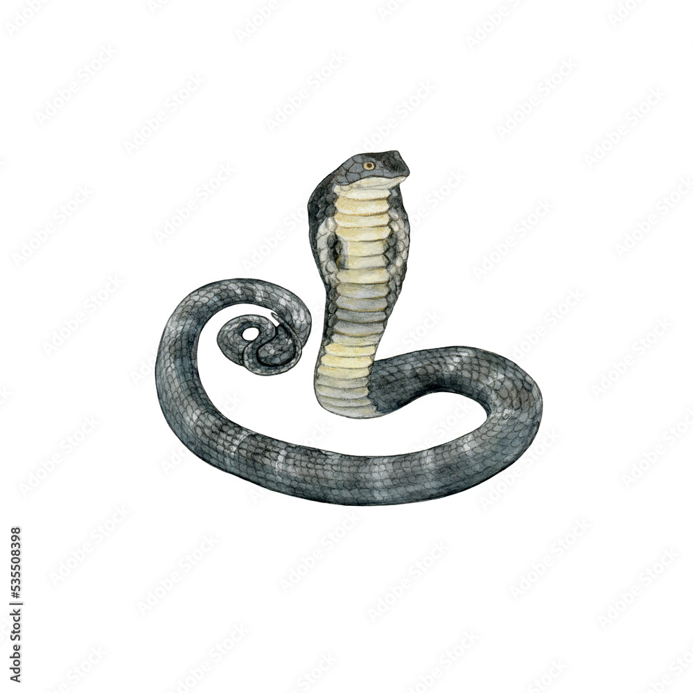 Fototapeta premium Watercolor drawing of a poisonous snake king cobra. Wild reptile. Design for printing on t-shirts, stickers, notepads, postcards, educational materials.