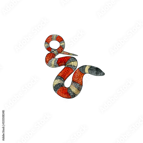 Watercolor drawing of a non-poisonous snake. Milk snake. Tropical wild reptile. photo