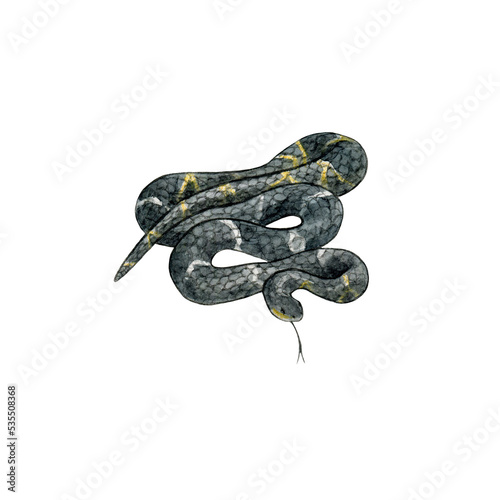 Watercolor drawing of a non-poisonous snake. Tropical wild reptile. Design for printing on t-shirts, educational materials. Shimmering Scales. Amur rat snake, Manchurian black racer, Russian rat snake