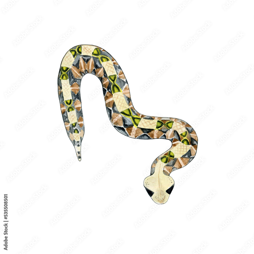 Watercolor drawing of venomous snakes Gaboon viper. Wild reptile. On white background. Design for printing on t-shirts, stickers, notepads, postcards, educational materials. Watercolor drawing of venomous snakes Gaboon viper. Wild reptile. On white background. Design for printing on t-shirts, stickers, notepads, postcards, educational materials.