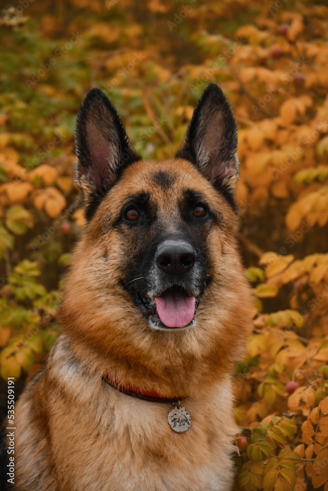 Dog smiles in fall . Concept of pets in autumn outside no people. Portrait of German Shepherd black and red color on background of bush with yellow and orange leaves close up. Dog smiles in fall . Concept of pets in autumn outside no people. Portrait of German Shepherd black and red color on background of bush with yellow and orange leaves close up.