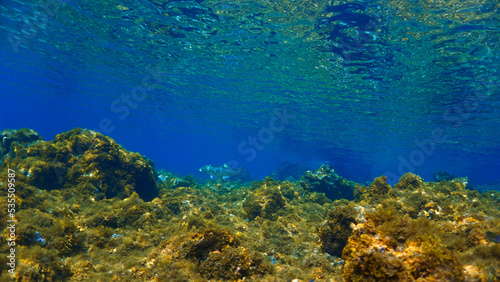 Underwater photo of a Blue fin tuna fish in a beautiful landscape. From a scuba dive at the Canary islands. 