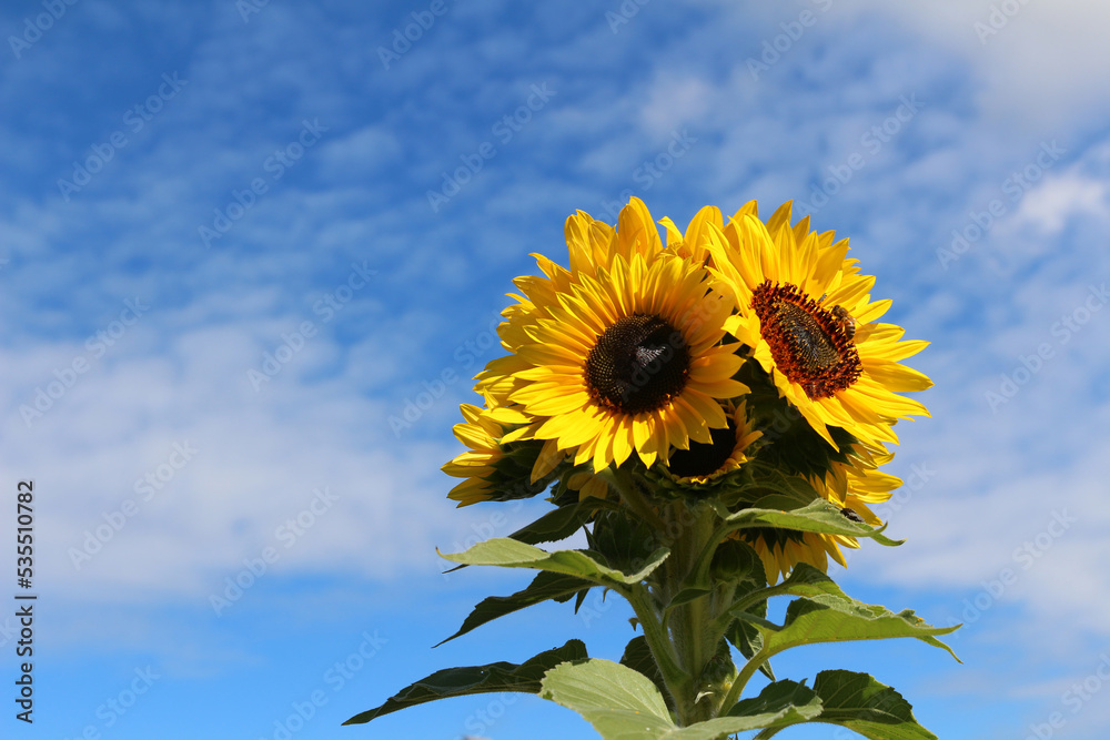 Many-flowered sunflower against blue sky with white clouds Many-flowered sunflower against blue sky with white clouds