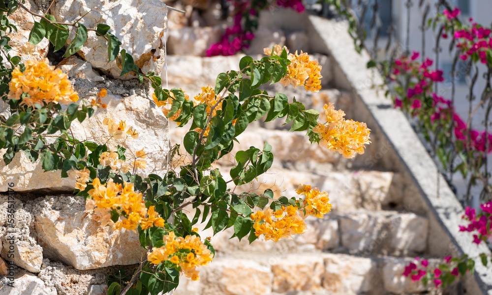 Fototapeta premium Bougainvillea in the Blue Sky, Bodrum City Mugla, Turkey