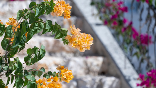 Bougainvillea in the Blue Sky, Bodrum City Mugla, Turkey photo