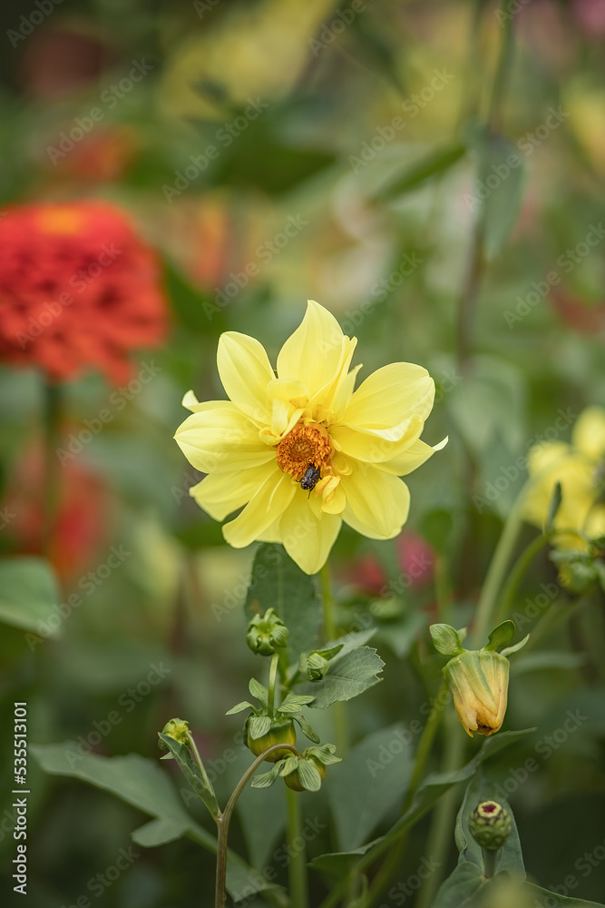 Photo of a yellow blooming dahlia in the garden.