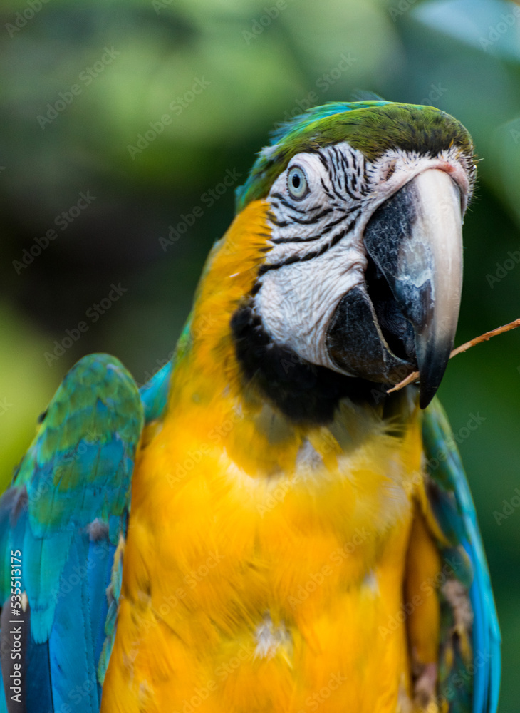 Macaw blue and yellow with a stem - Martinica